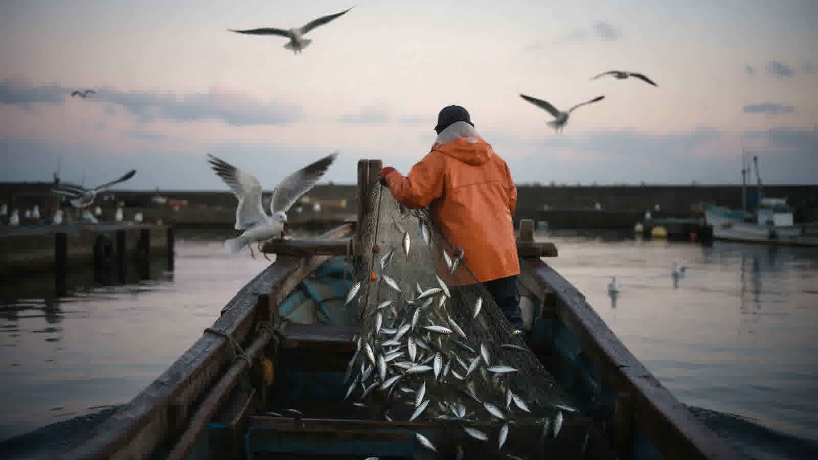 Fishing boat at Ryotsu harbour in first light