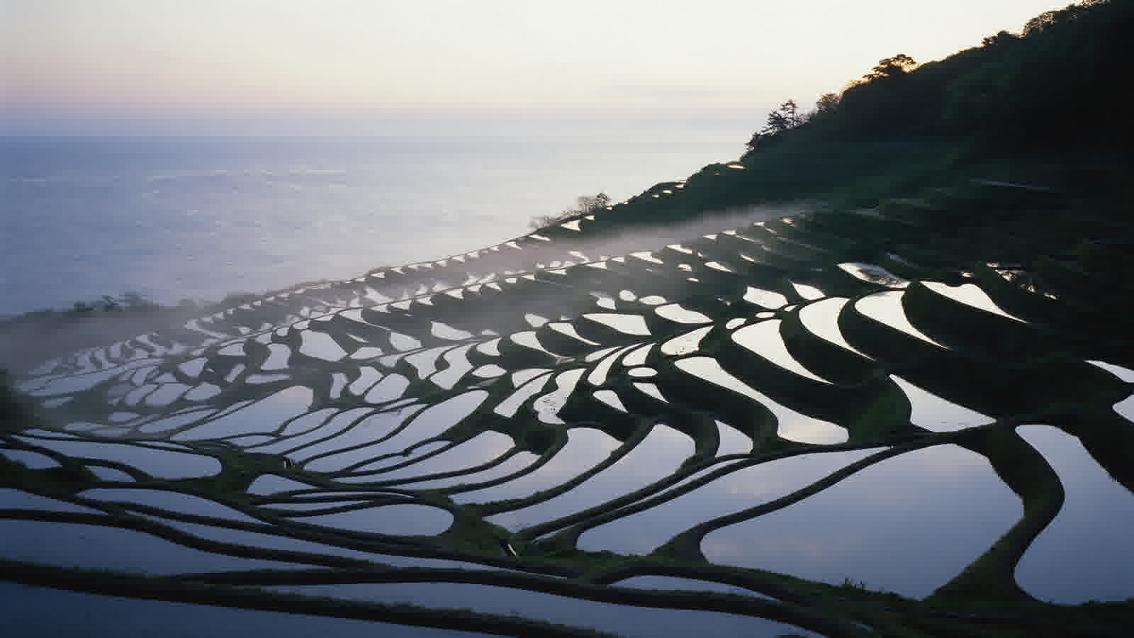 Iwakubi rice terraces above the sea at first light