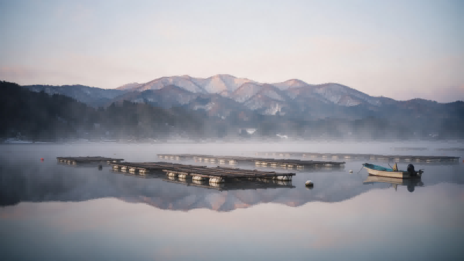 Lake Kamo oyster rafts at dawn