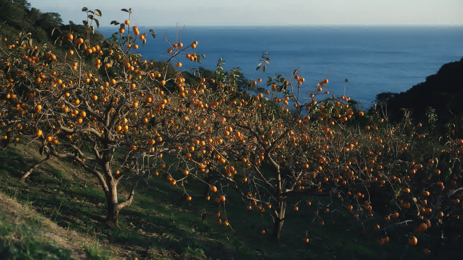 Persimmon orchard in autumn colour
