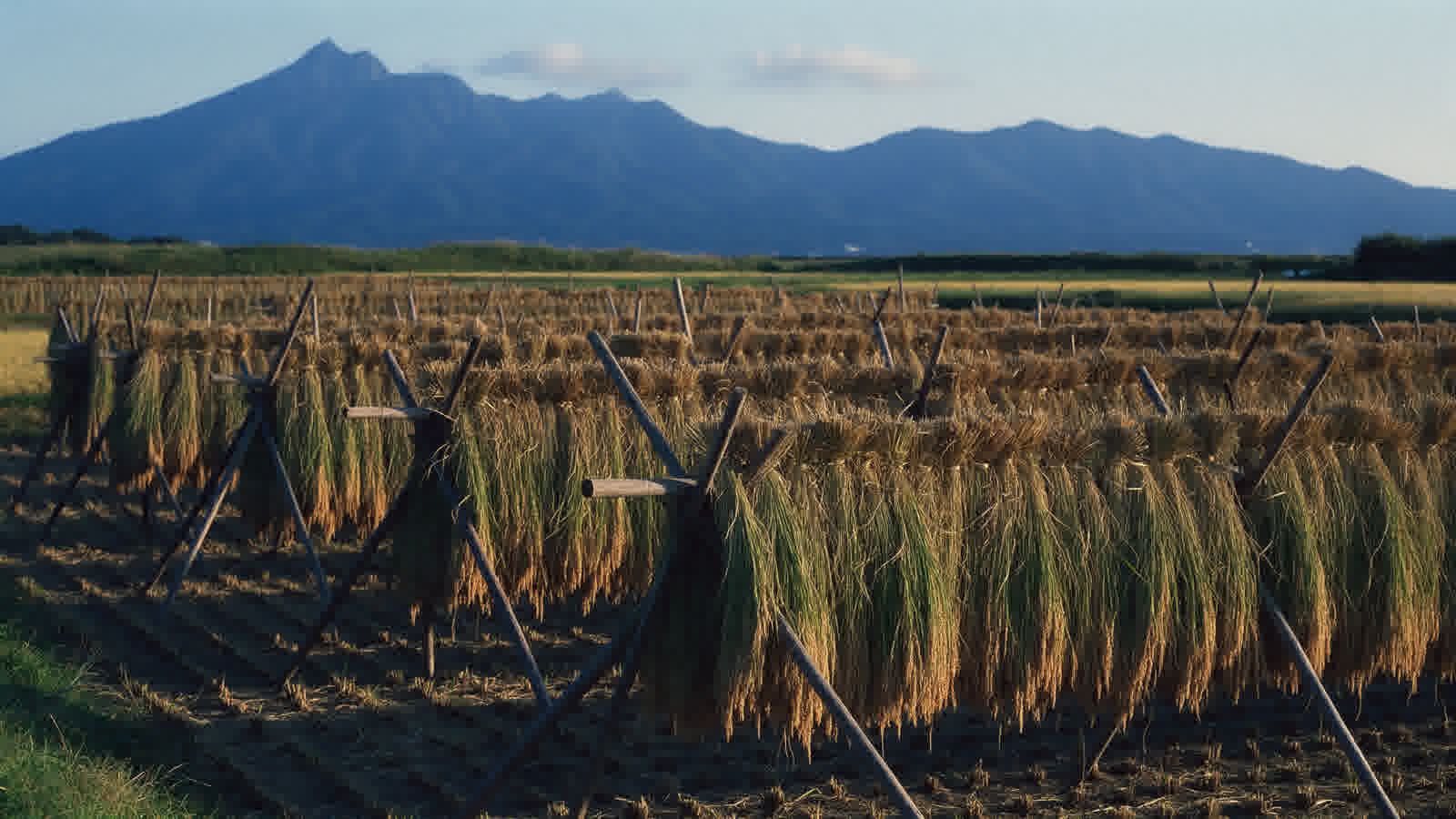 Rice hung to dry on racks above autumn fields