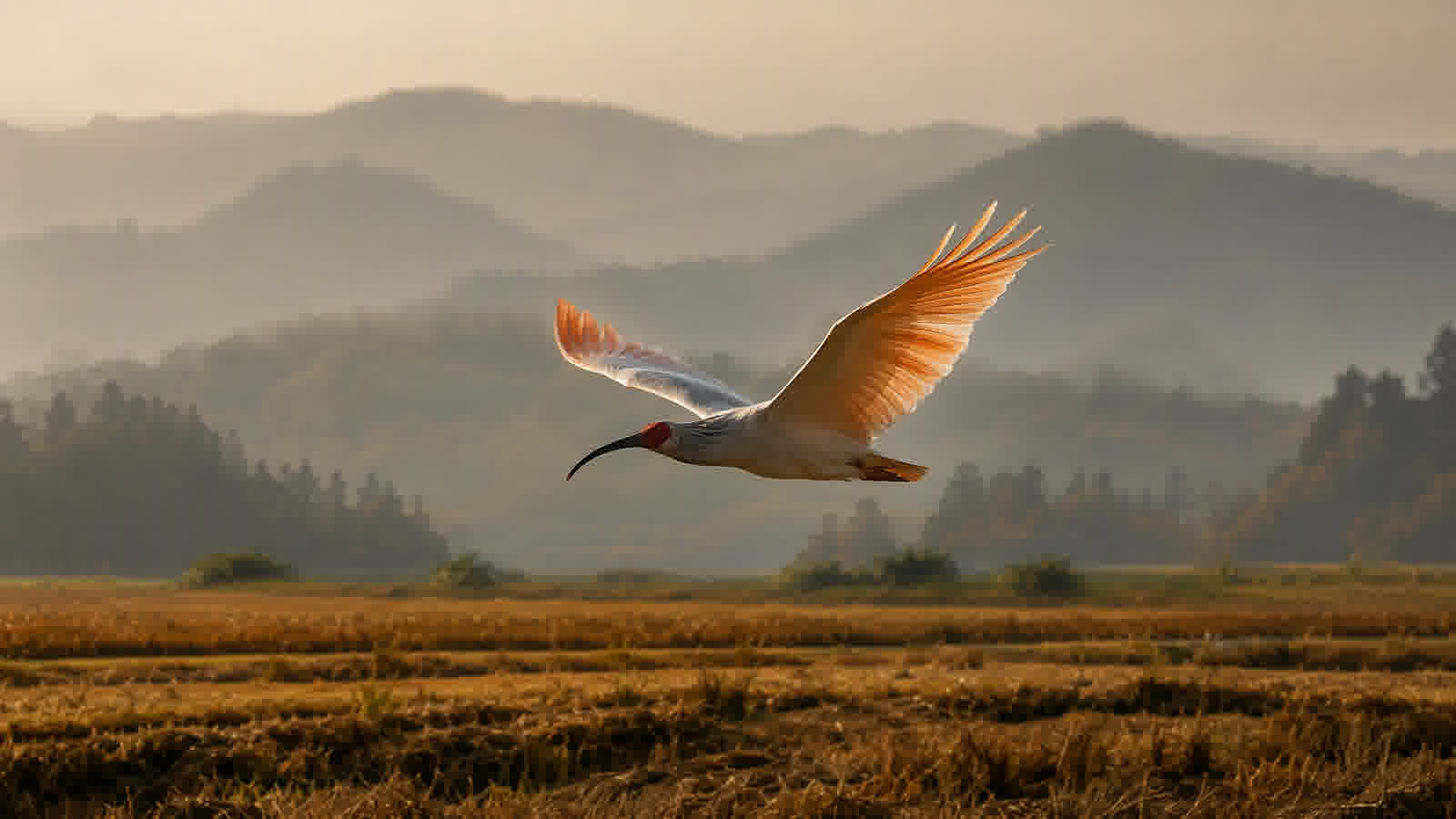 Crested ibis in flight over winter paddies