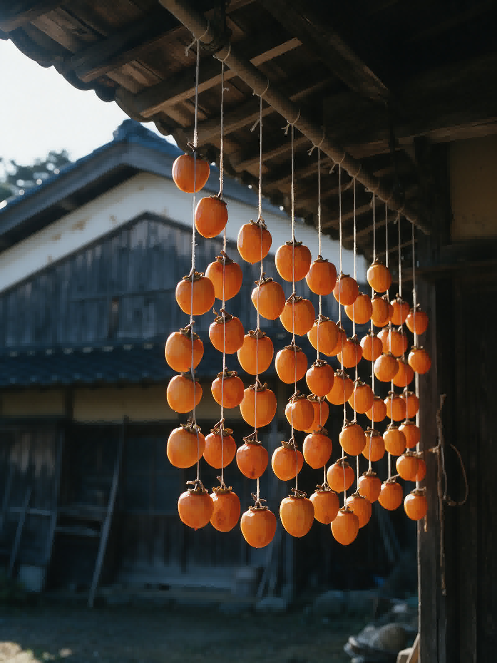 Strings of persimmons hanging under eaves